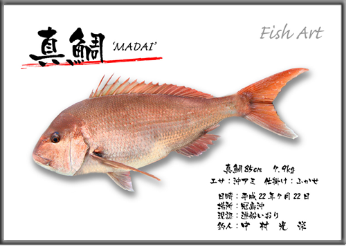 新作魚拓